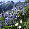 British Columbia wildflowers